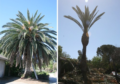 Palm Tree Before & After