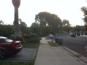 Street Tree Got Ninja'd