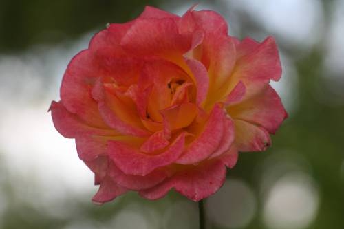 2009-04-15 Rio Samba Rose small