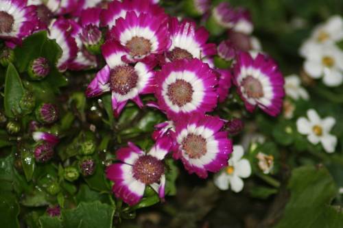 2009-04-20 Purple & White Flowers small