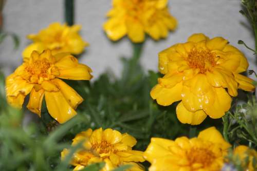 2009-04-24 Small Yellow Flowers small