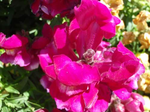 OLYMPUS DIGITAL CAMERA