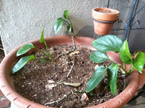 2013-11-04 'Mathusela' Plant