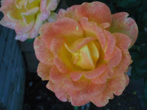 OLYMPUS DIGITAL CAMERA