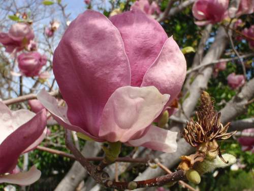 OLYMPUS DIGITAL CAMERA