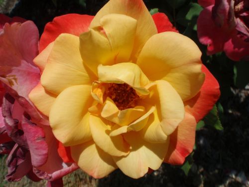 OLYMPUS DIGITAL CAMERA