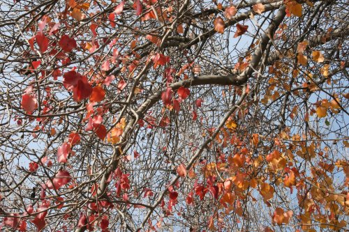 2010-01-31 Scattered Colorful Leaves small
