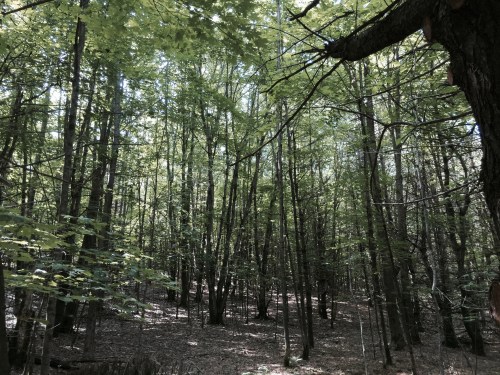 File Jul 25, 13 43 10