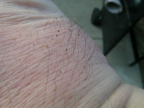 Now THAT's A Good BBQ! - DSCN4127